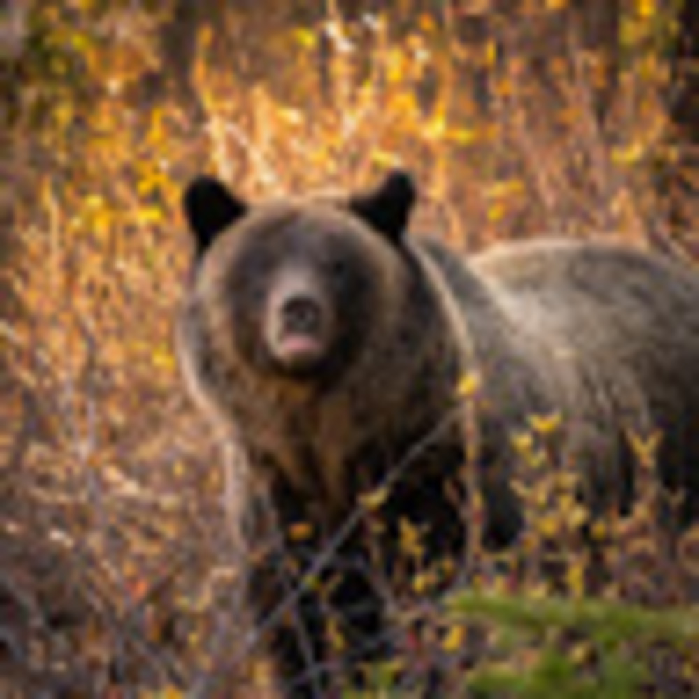 Meet your Posher, Sean